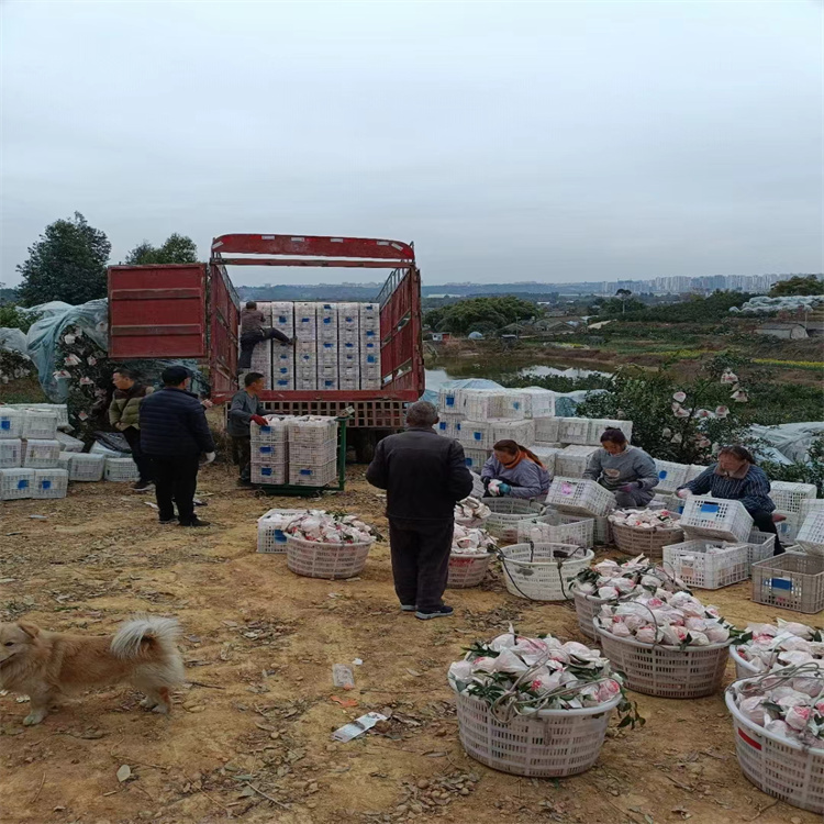 上海到福安市物流专线公司-企业包车托运