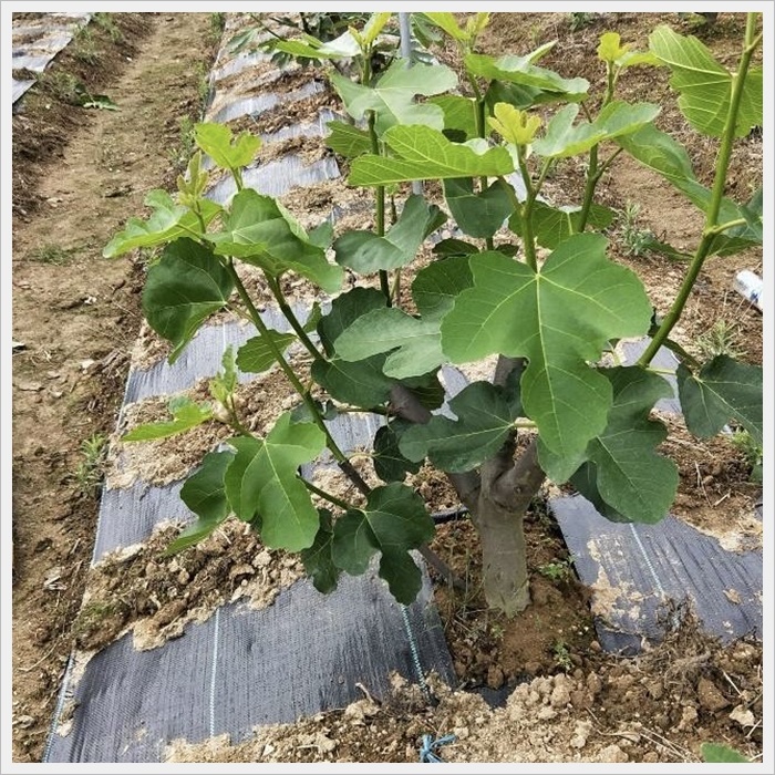 北京防草布保湿保肥厂家《2026厂家推荐排名》