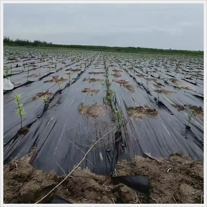 北京防草布保湿保肥厂家《2026厂家推荐排名》