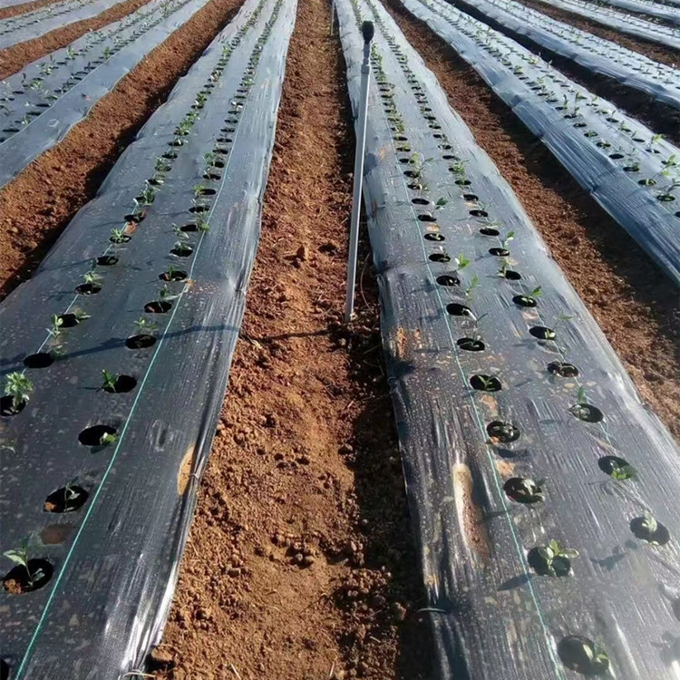 南昌整卷防草布厂家《2026厂家推荐排名》