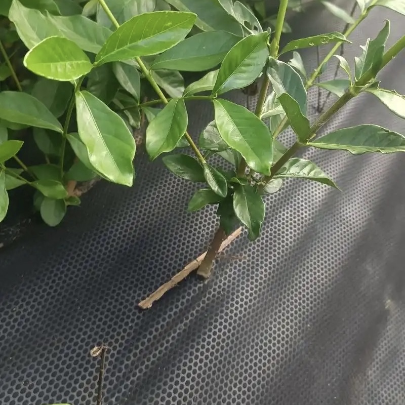 双鸭山盖草布厂家《2026厂家推荐排名》