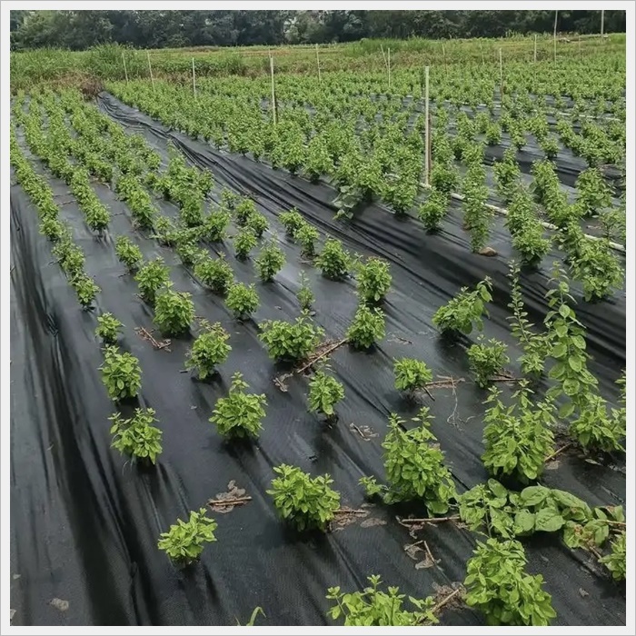 四平花卉种植防草布价格多少《2026供应商推荐》