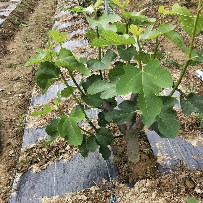 嘉兴鱼塘护坡专用防草布批发《2026厂家热门排名》