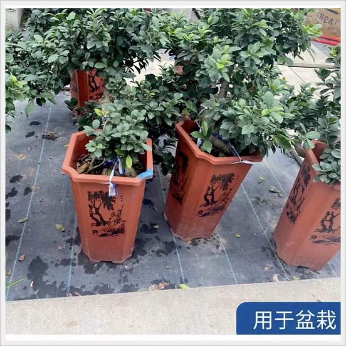 湘潭地布防草布哪家好《2026厂家排名解读》