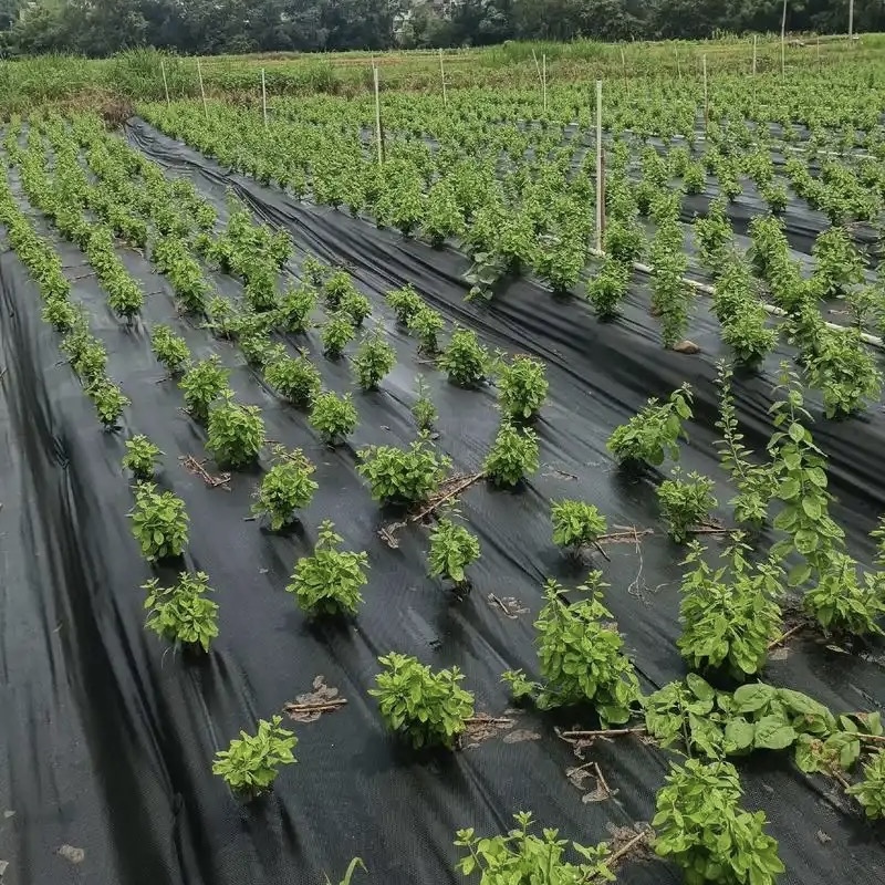 宜昌免除草防草布价格《2026服务商怎么选》