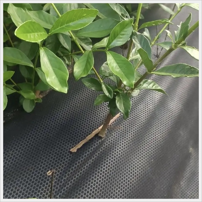 七台河1米防草布哪家好《2026厂家排名解读》