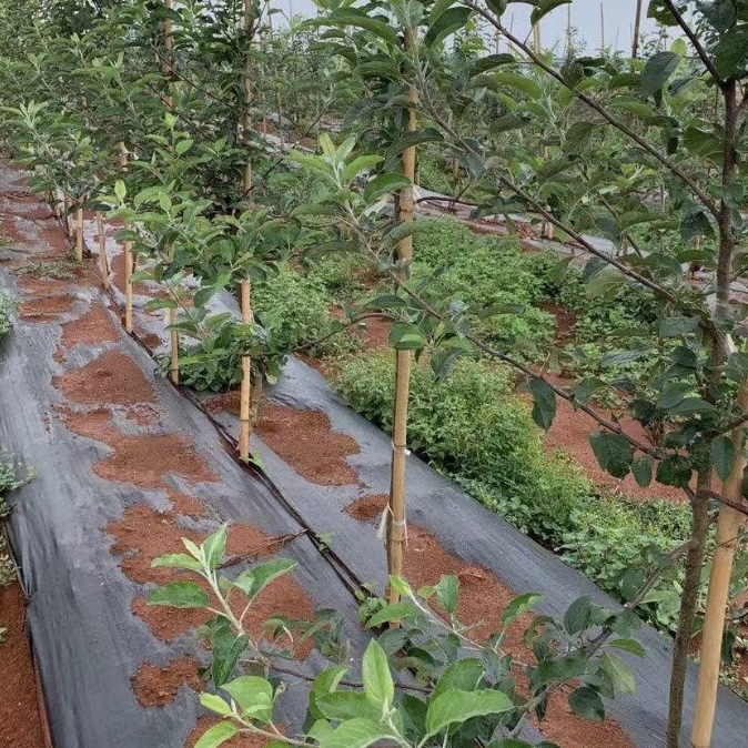 呼和浩特PP防草布厂家《2026厂家推荐排名》