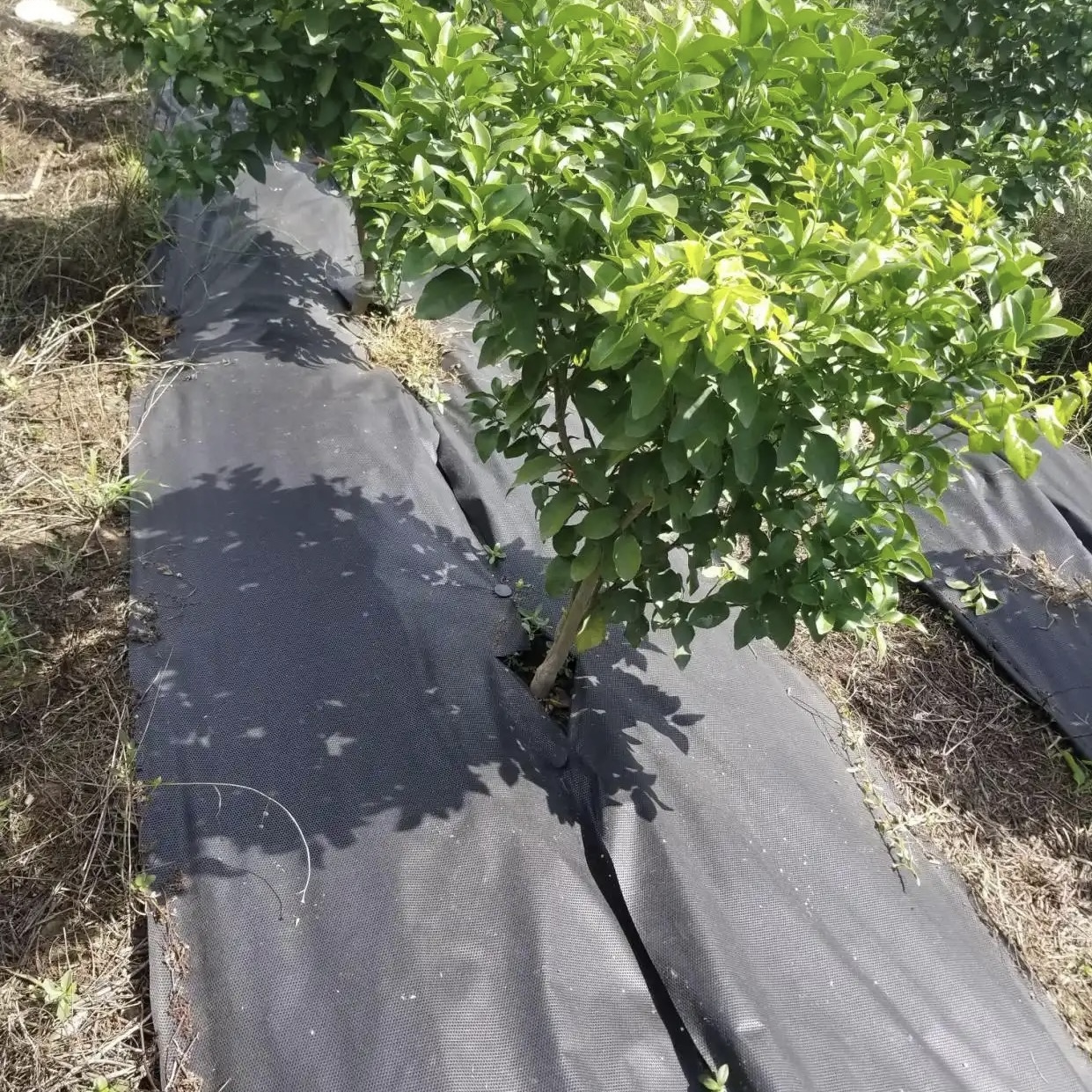 白山2米防草布价格《2026服务商怎么选》