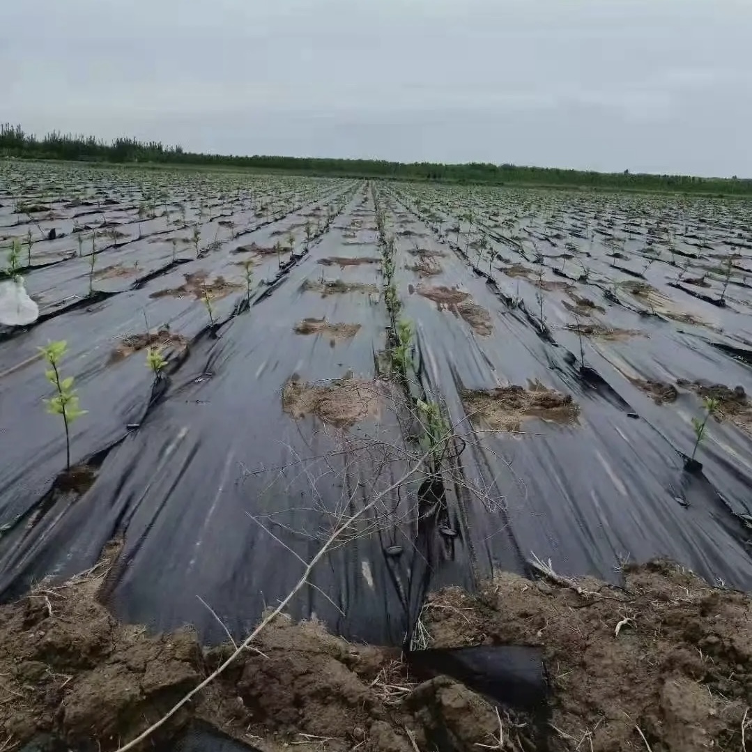 六盘水除草无纺布价格《2026服务商怎么选》