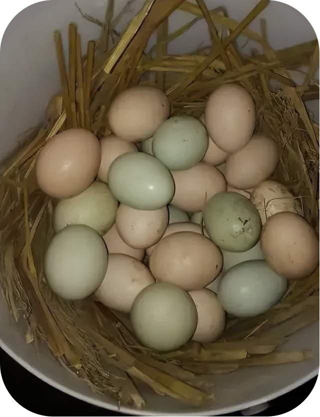 2026推荐：广东河源知名的鸡蛋检测报告指南汇总多人种草推荐